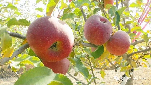 “海归”变“农夫”，阿拉尔土地上种出生态小果~