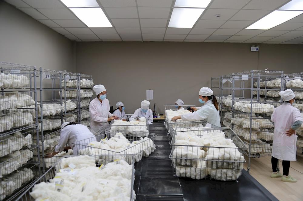 中国棉花公证检验阿拉尔实验室 圆满完成2022年度棉花公检任务 检验总量再创新高