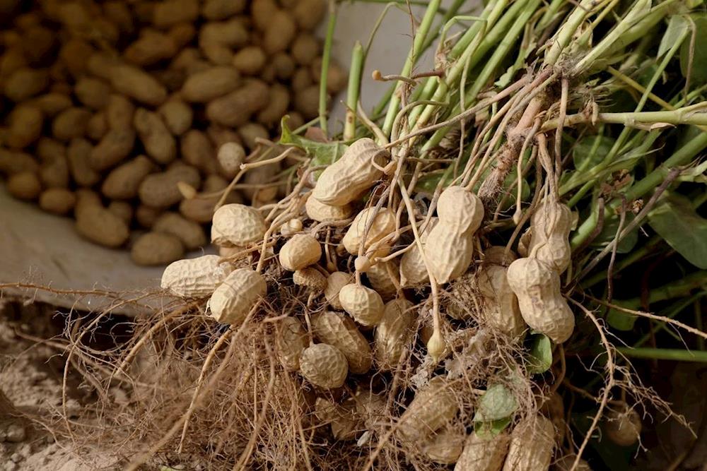 小花生大丰收 结出致富“金豆豆”