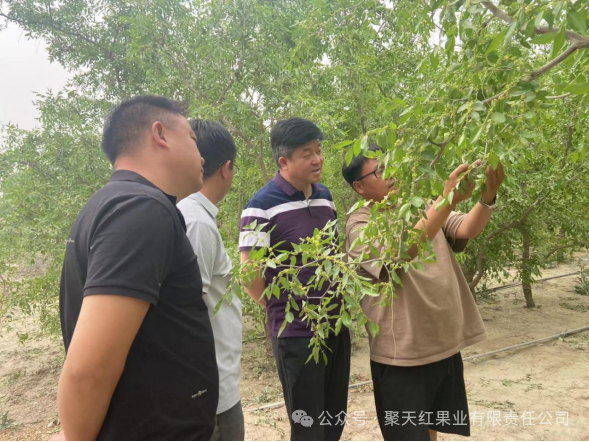 聚天红果业：积极洽谈农业订单 切实保障职工利益