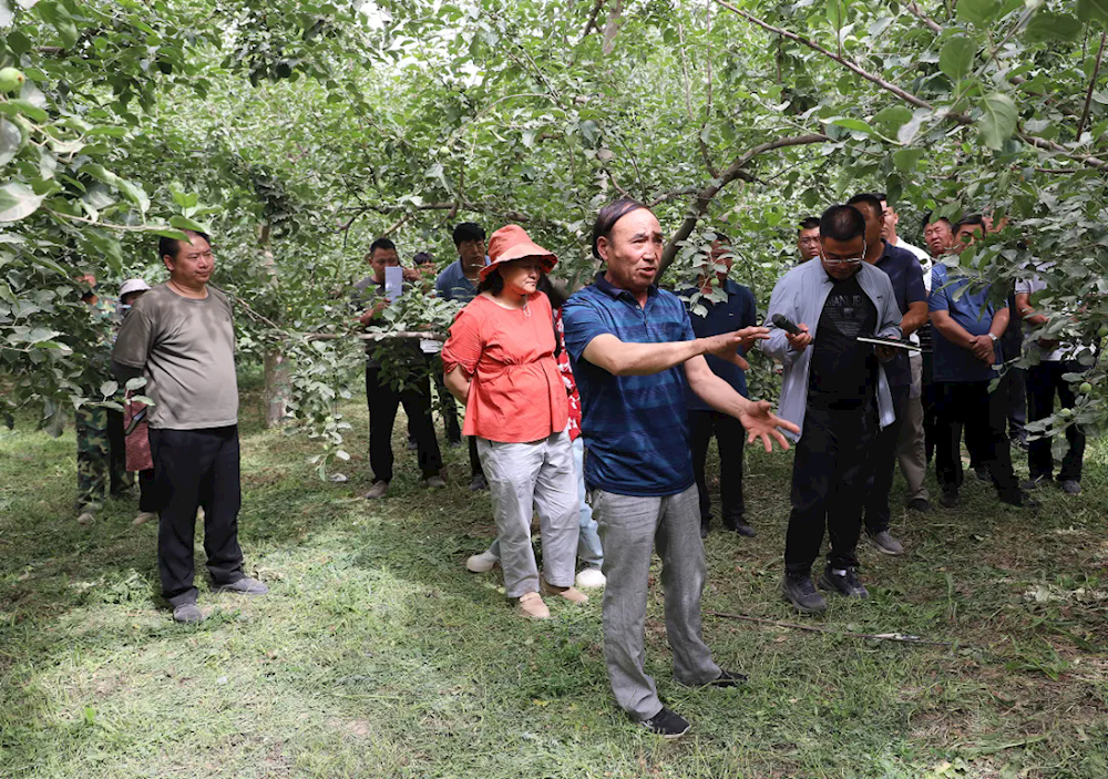 乡村行 看振兴 | 五团召开苹果树夏季修剪现场会