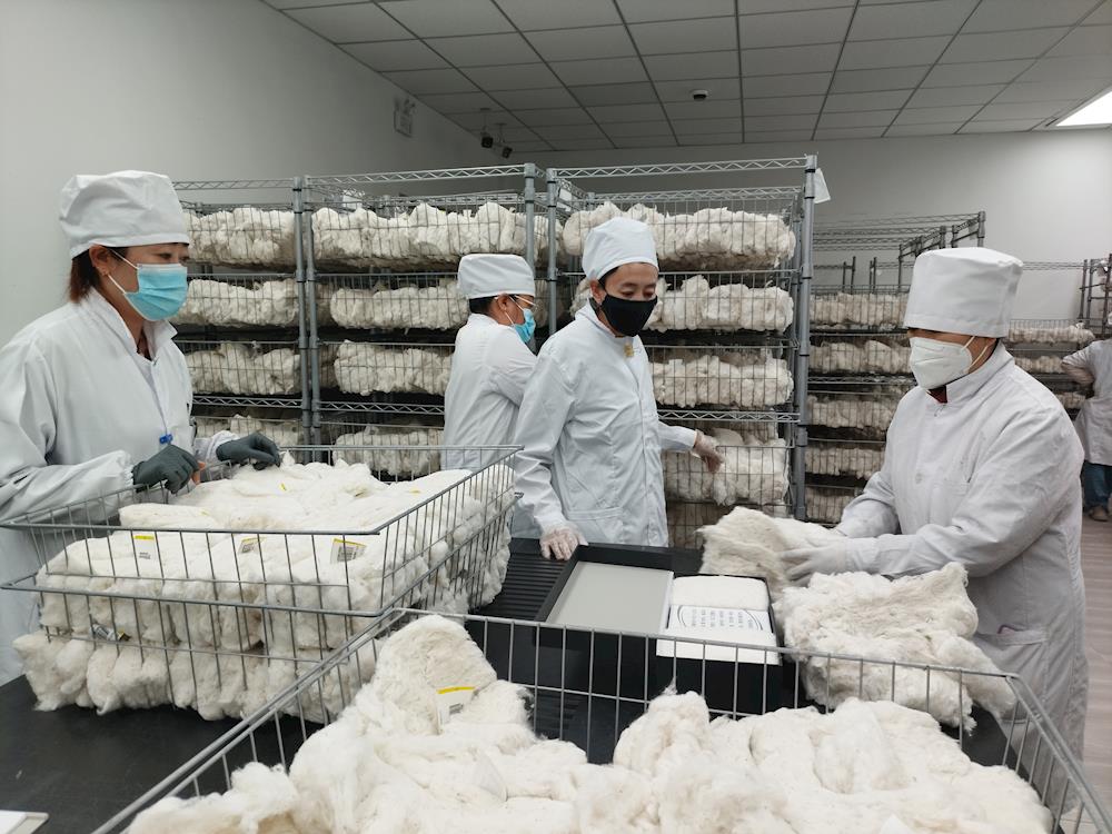 数智实验室”自动化流转系统入驻阿拉尔棉花公检实验室