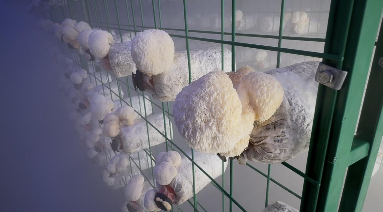 绿色能源驱动  点亮循环农业