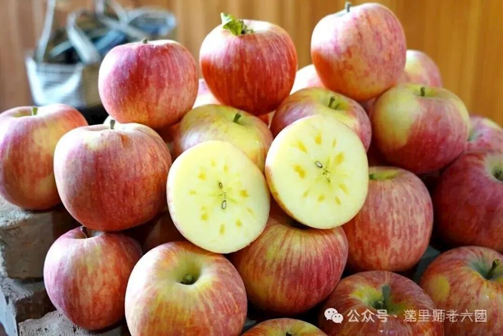 【塔河臻品】十六团老一营百亩苹果迎来丰收 金秋果园洋溢喜悦 