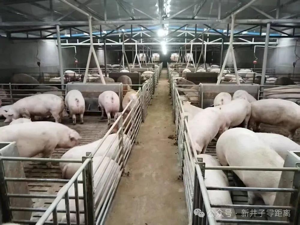 科技筑基石 种养促振兴——第一师二团绿色产业加速成长