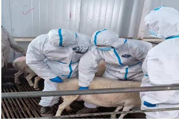 农垦集团达因苏牧业：科技赋能良种升级 肉羊产业振兴跑出“加速度”