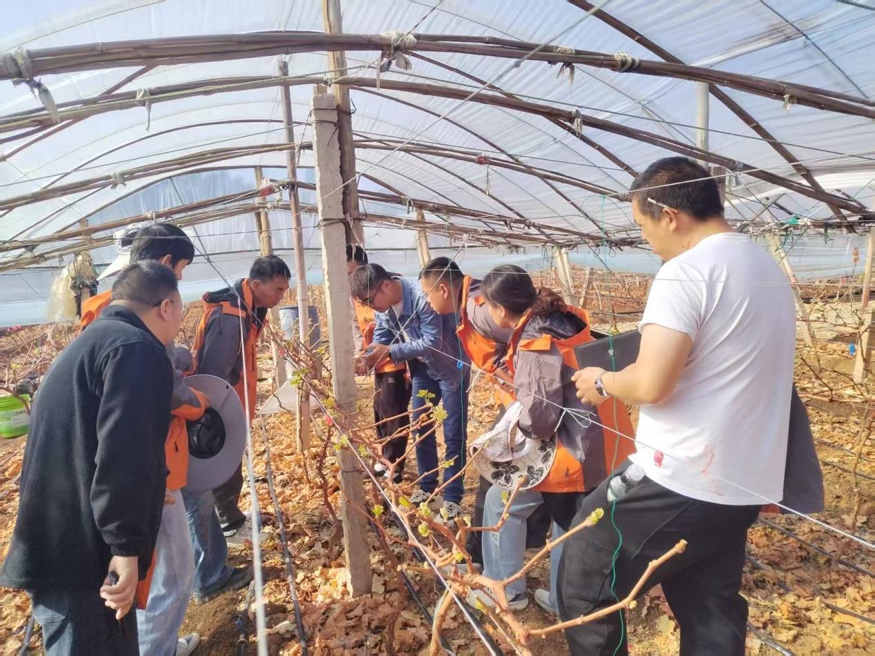 扎根葡萄藤下 赋能产业未来  均晖公司选派骨干赴云南开展葡萄种植实训