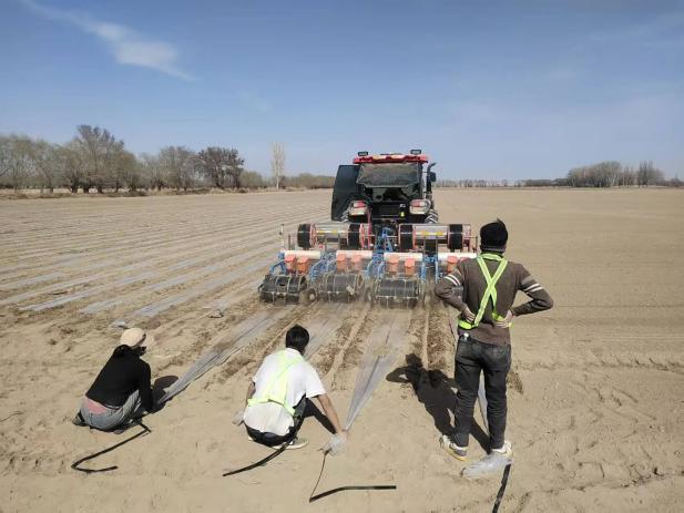 【春耕春播】干播湿出启新程  小茴香播种绘就增收新画卷