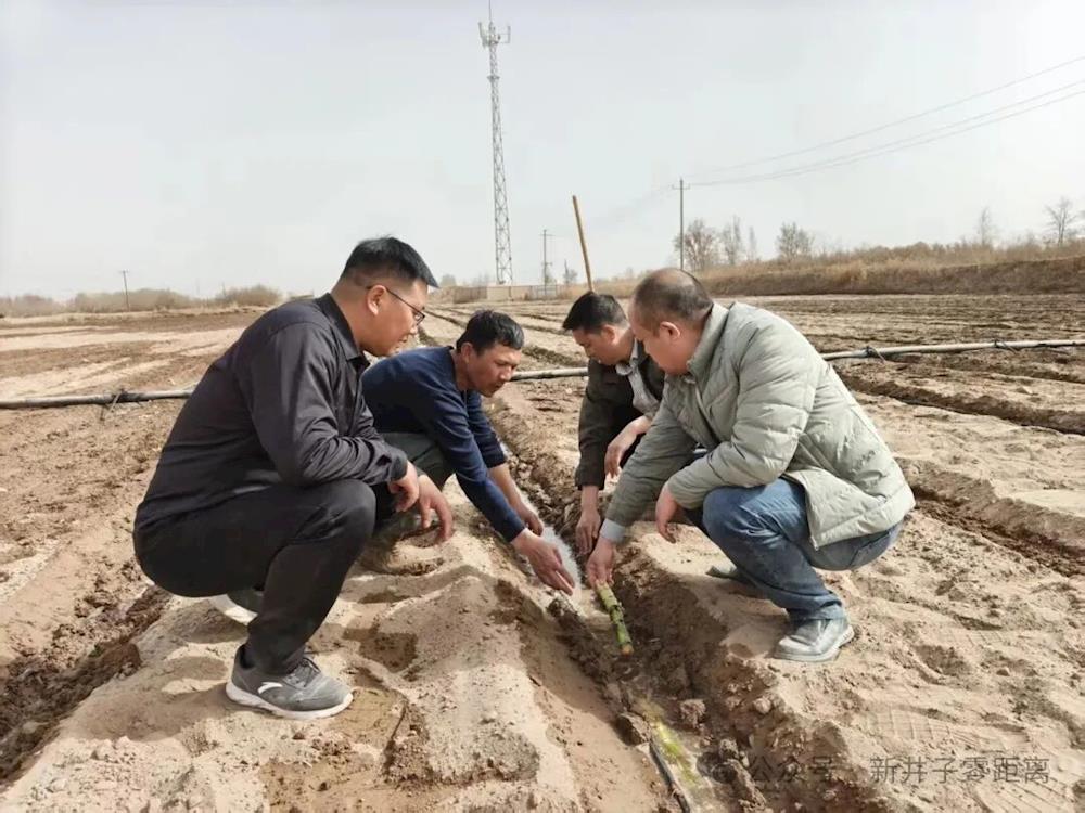 二团二十一连党支部试种广西黄皮金翠甘蔗 探索壮大连队集体经济新路径