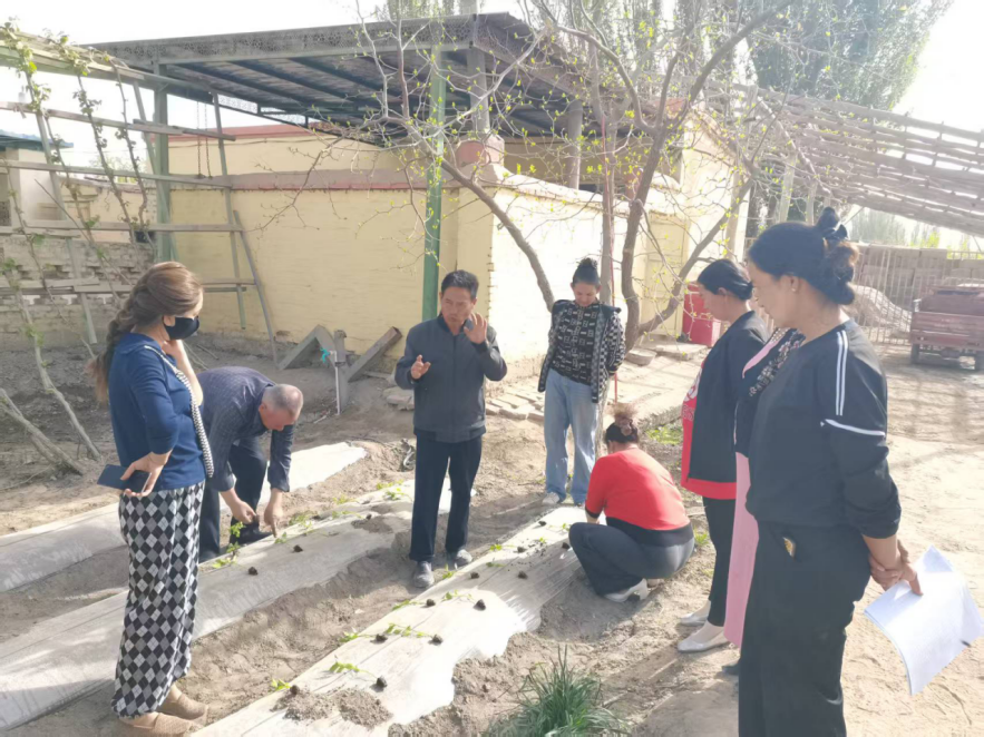 党建引领兴庭院 技术护航促增收——喀尔墩村引进优质果蔬种苗 奏响乡村振兴“奋进曲”