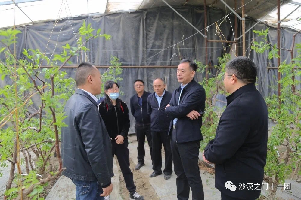 兵团农业农村局党组书记,局长杨秀理率队来十一团调研指导工作