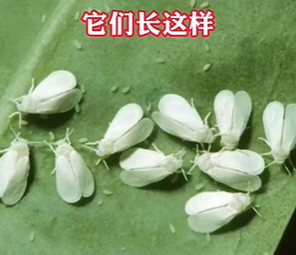 8d5965981a8749bbaaeacfb9d566eb4c.png