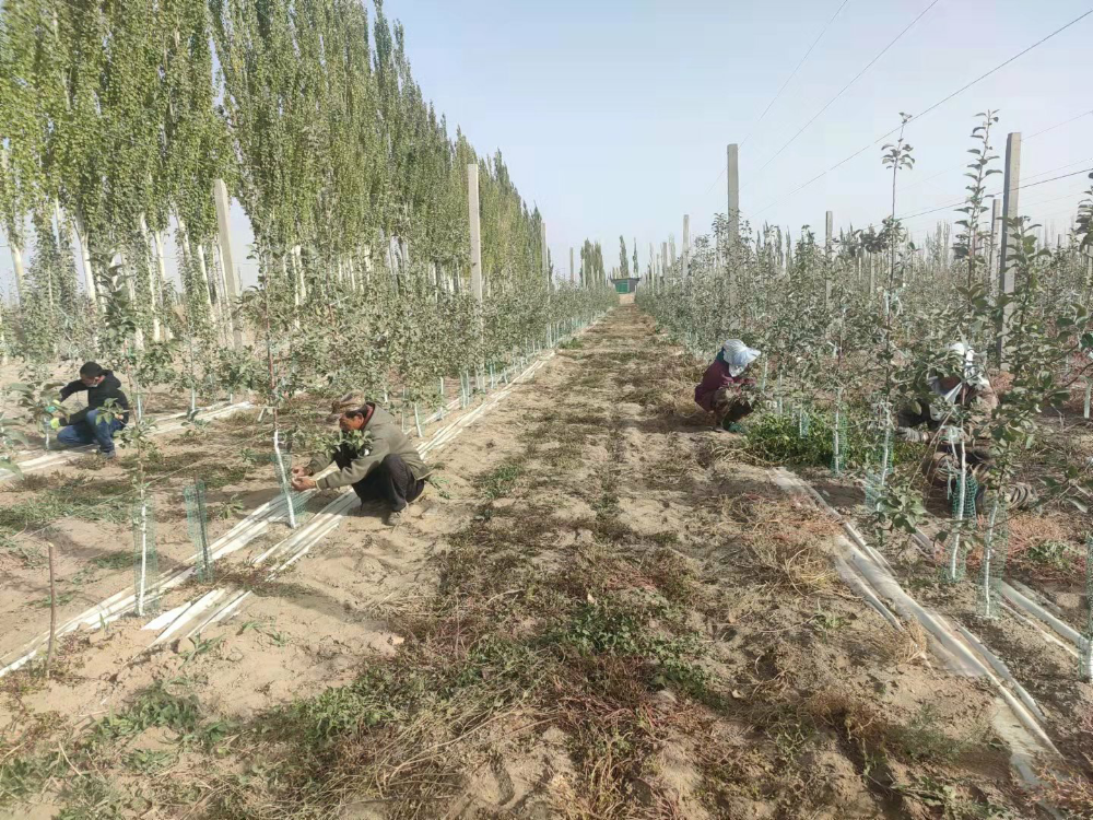 第一师供销(集团)公司千亩示范园助力乡村振兴