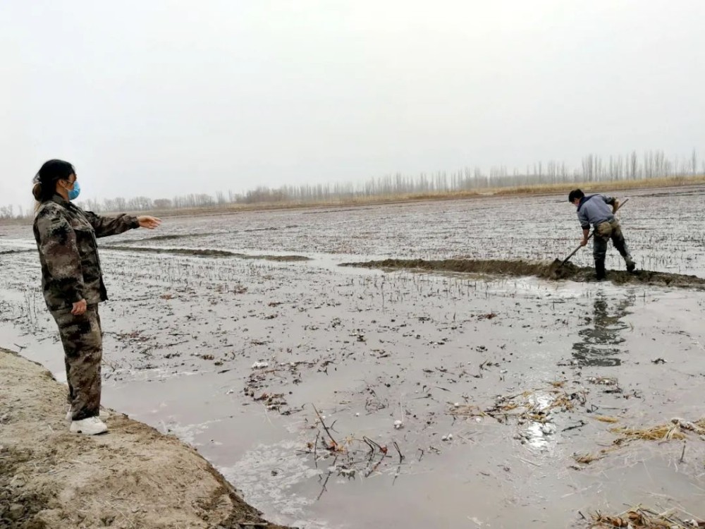 冬闲浇好地，种棉不费力 十团冬灌工作有序开展