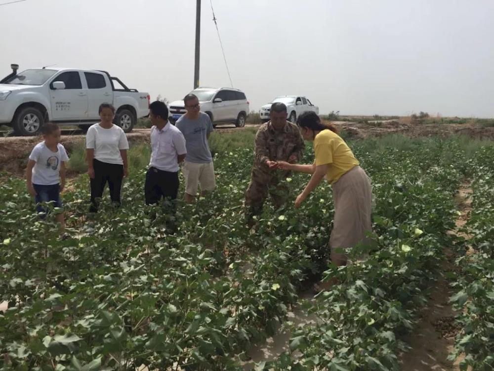 六团棉花质量评比喜获师市第二名