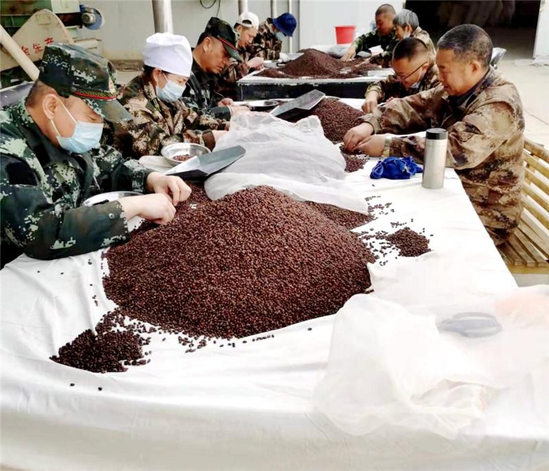 塔河种业公司做好优质高产新品种株系种子选种晒种备耕工作