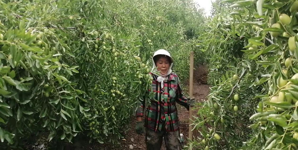 改革促丰收 订单农业保红利