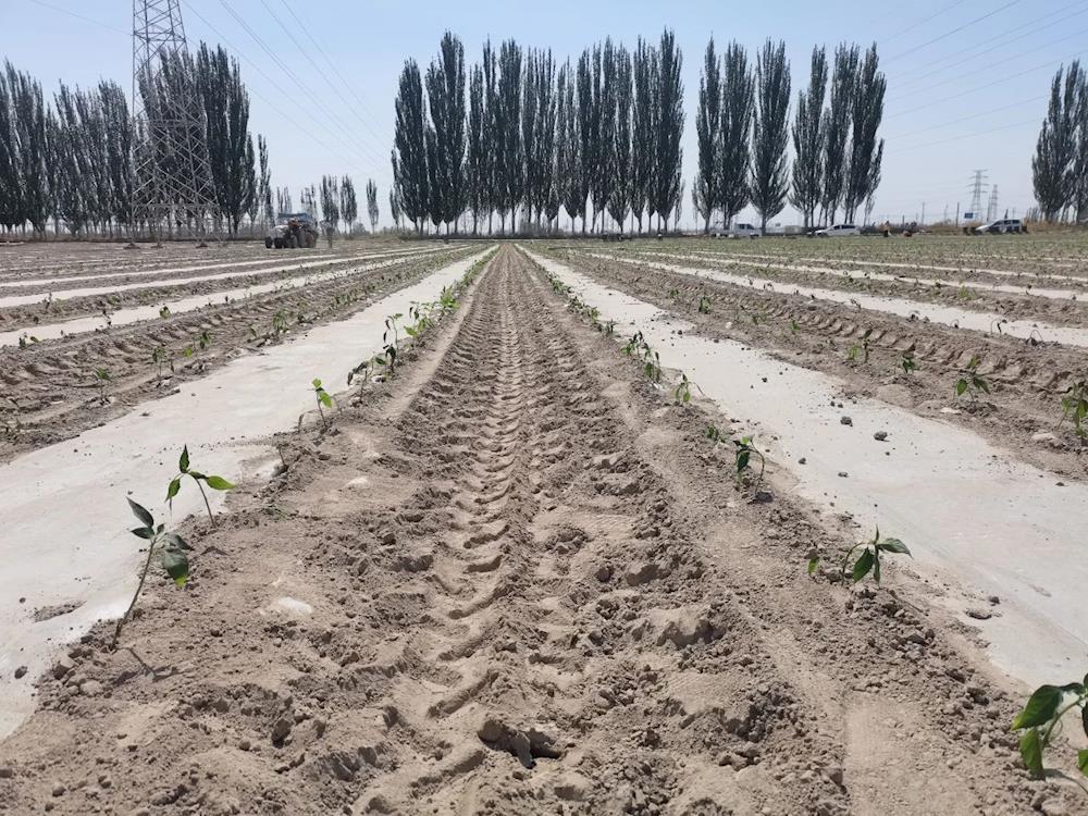 十团十六连：春耕正当时 辣椒移栽忙