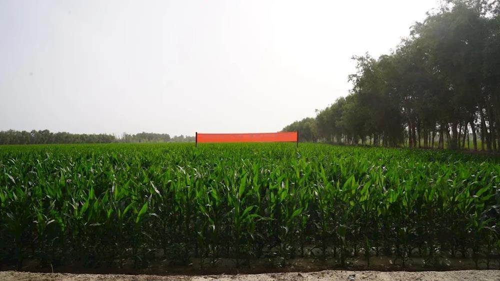 高质量发展 十一团这样做 | 筑牢粮食安全“压舱石”