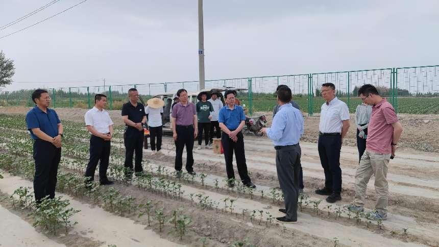 国家市场监管总局标准技术司、兵团市场监管局领导赴一师阿拉尔市 指导棉花标准化工作