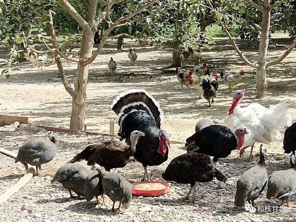 林下经济：美了生态 富了口袋