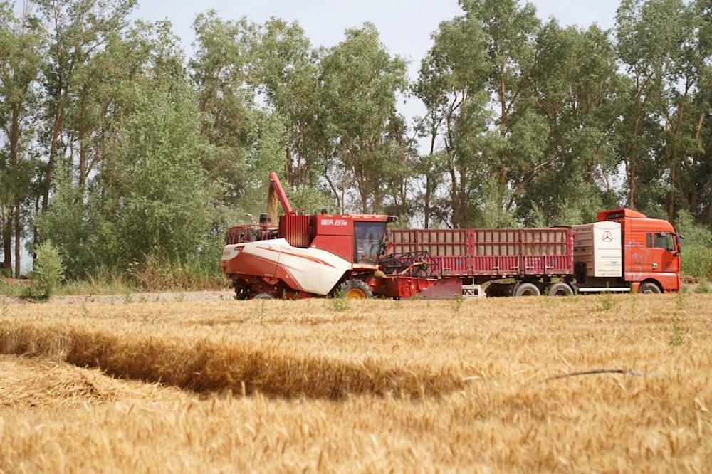 粮食安全 | 筑牢粮食安全“压舱石” 端牢增收致富“金饭碗”