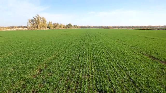 一团5.72万亩冬小麦长势喜人 确保粮食安全