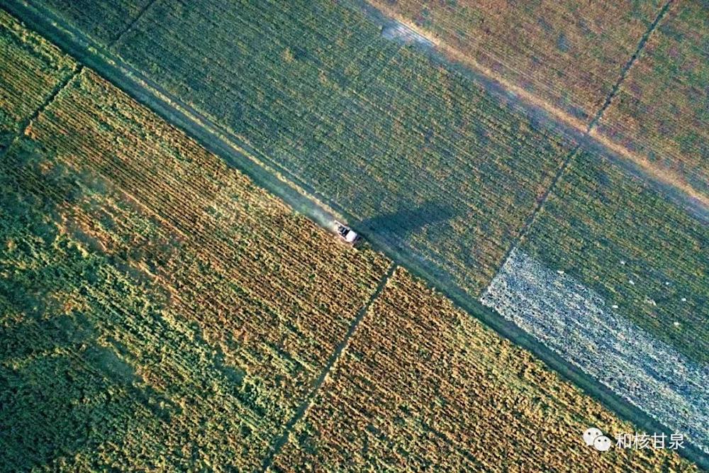 乡村振兴丨谷子飘香迎丰收 谷穗弯弯促振兴