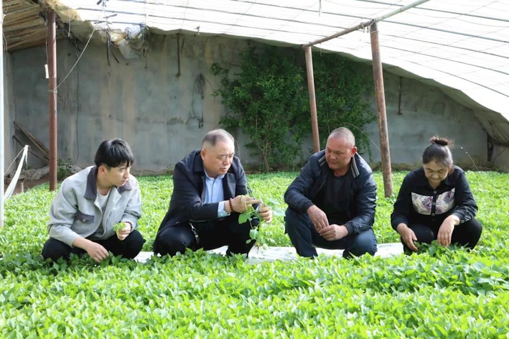 一团庭院经济：拓宽群众增收新动力