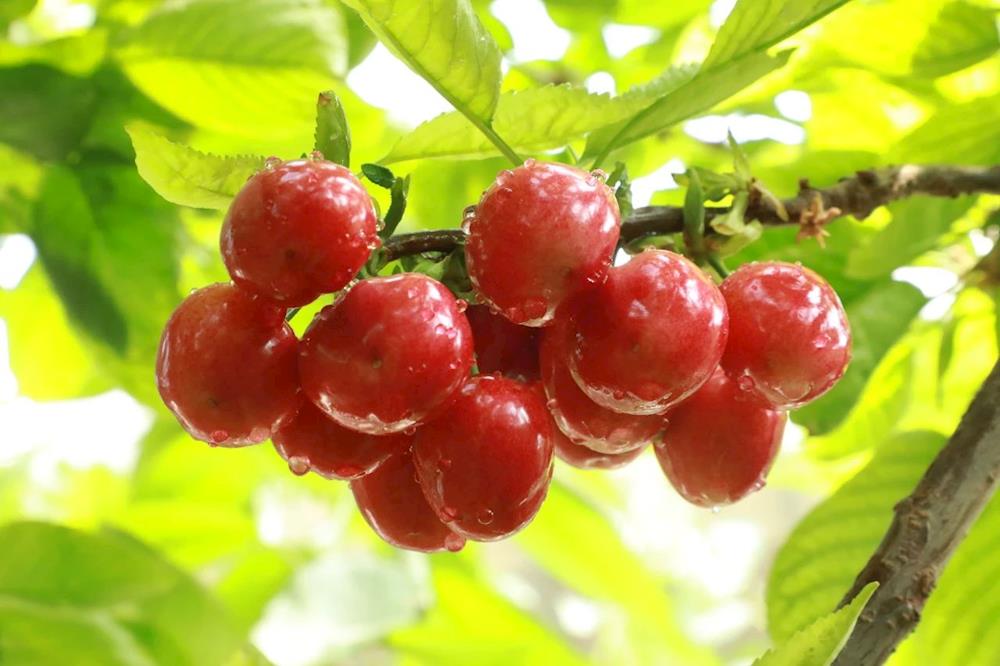 “沙漠樱桃”甜如蜜 成熟采摘销售忙