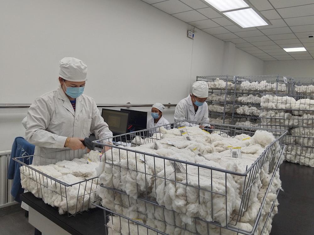 中国棉花公证检验阿拉尔实验室2024-2025年度棉花公检工作正式开始