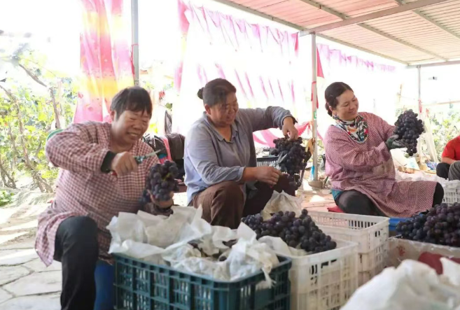 十二团7连葡萄采摘季:硕果盈枝采收忙