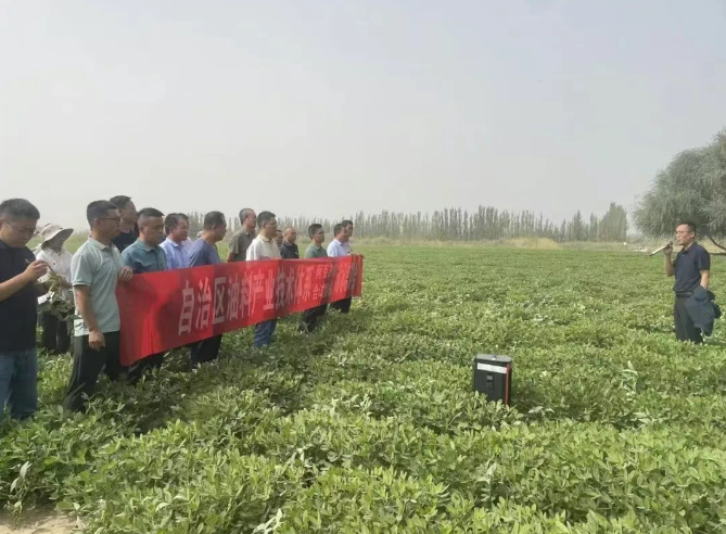新疆兵团一师十二团12连:科技赋能,花生产业焕活力