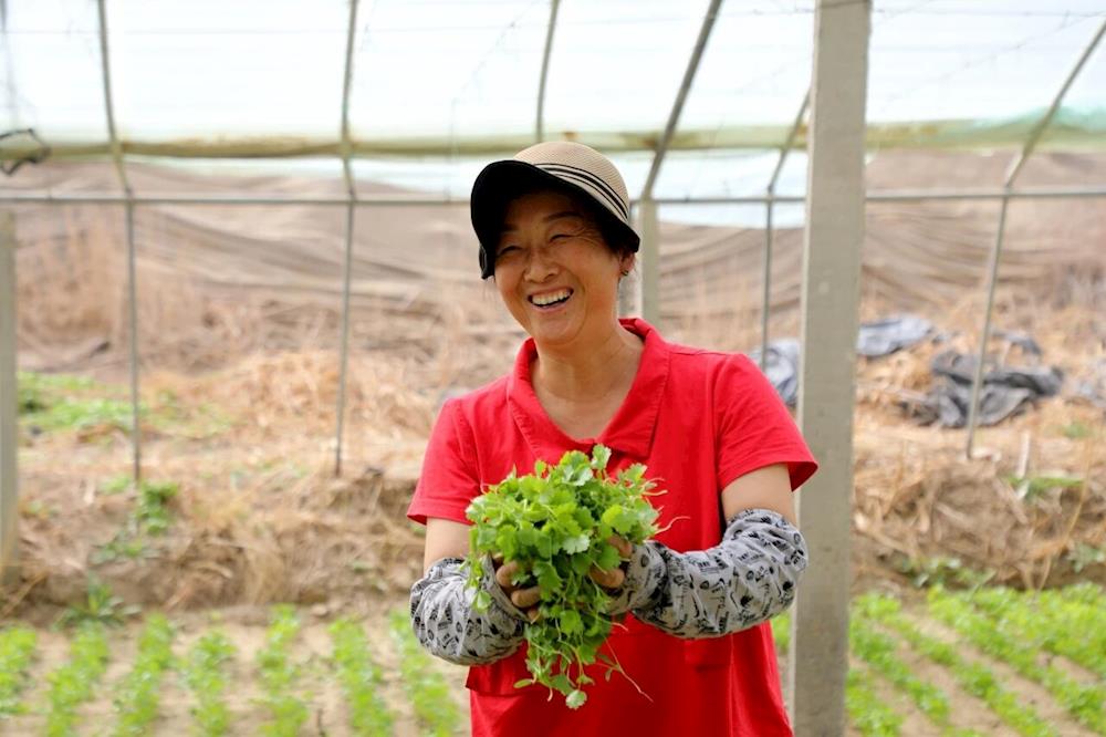 乡村行·看振兴丨闲置大棚变身“菜篮子”,十一团三连蔬菜基地迎丰收!