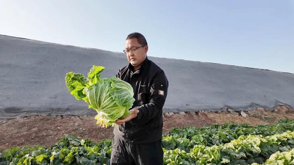 乡村振兴 | 巧用棚间空地“种”出额外收益