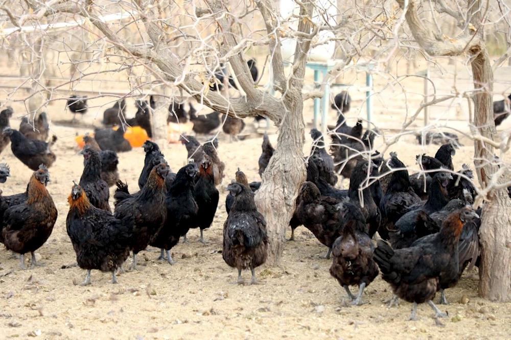 林下“生金”又增绿 生态养殖唱响“致富曲”