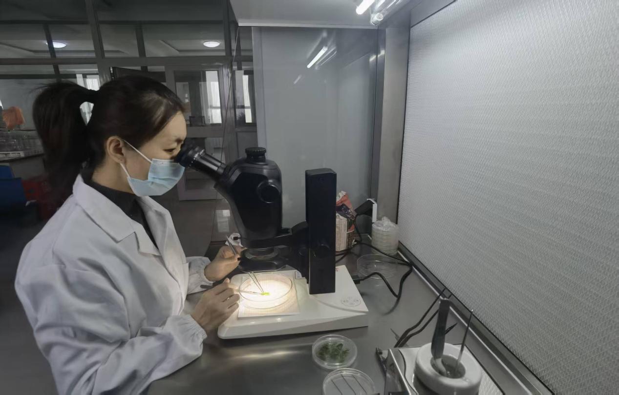 苹果砧木脱毒快繁育苗取得阶段性突破  林果种苗产业提质增效再提速