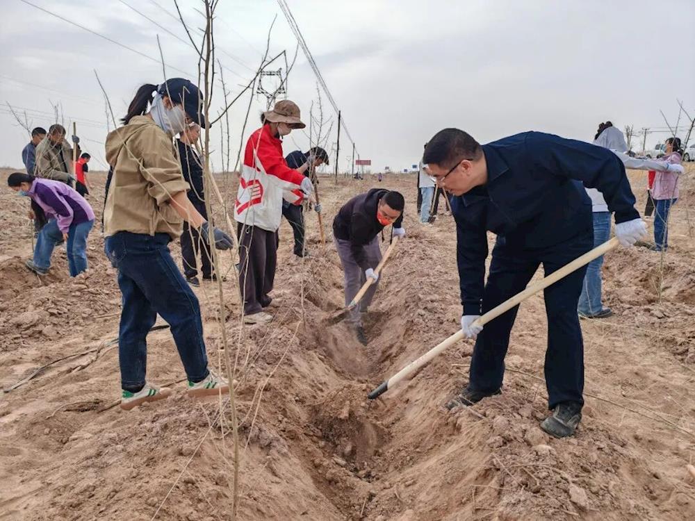 新时代文明实践｜六团开展2026年春季义务植树活动