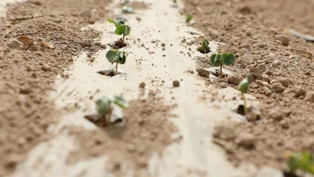 四月棉田添新绿 科学田管促丰收 一团金银川镇棉花套种孜然陆续出苗显行长势喜人