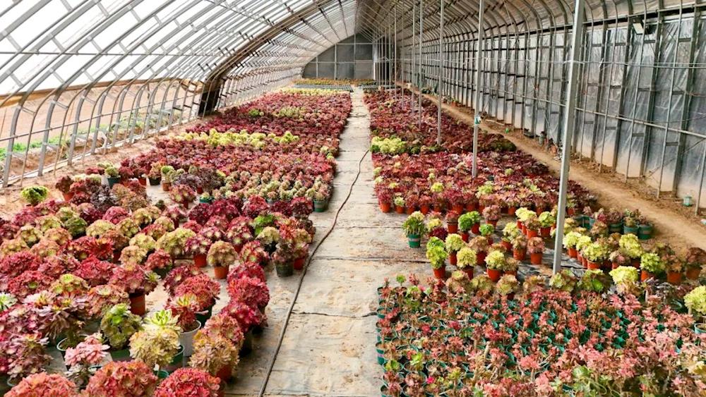 乡村振兴 | 小小多肉“种”出致富新路径 六团特色种植激活乡村振兴新动能