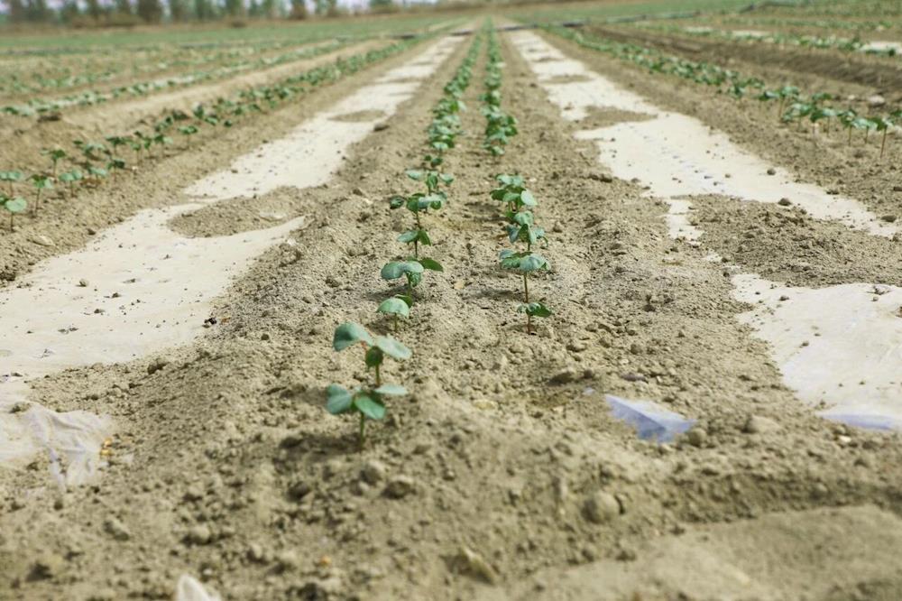 乡村行·党建行丨党建引领聚合力 棉田里长出“致富苗”